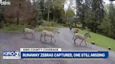 Zebra continues to evade capture in North Bend