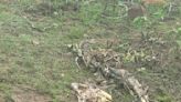 Bhopal: Decomposed Body Of Tiger Recovered In Chicklod Jungle Area Of Raisen