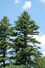 Eastern White Pine (Pinus strobus), Tree Facts, Habitat, Pictures ...