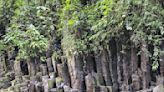 Conozca las columnas naturales más llamativas de Costa Rica