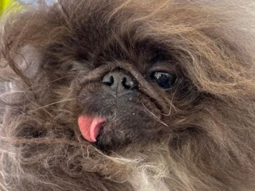 Winner of 'World's Ugliest Dog' contest announced