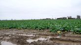 Farmer confidence at all-time low as 82% hit by wet weather, unions warn