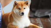 Kabosu, the iconic Shiba Inu dog inspiring Dogecoin, passes away | Invezz