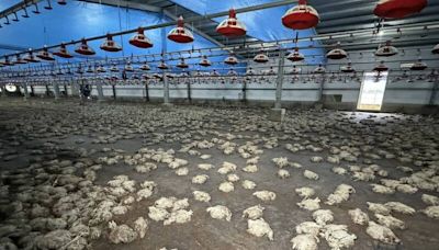 驚人慘況曝！台南400萬隻雞溺斃 民代盼國軍增援清運屍體