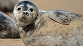 Mystic Aquarium Announces Birth of New Harbor Seal Pup and He's Too Cute