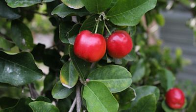 La fruta con 50 veces más vitamina C que la naranja y que pocos conocen