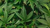 High Time for Change, DEA Considers Buzz-Worthy Marijuana Reclassification as Texas Tokes on Reform