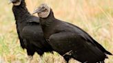 MDC seeks public’s help to study black vultures