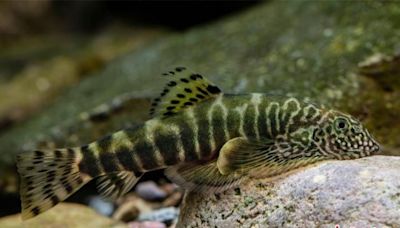 「自帶吸盤」陸特有！陸科研團隊發現2稀有魚類新物種