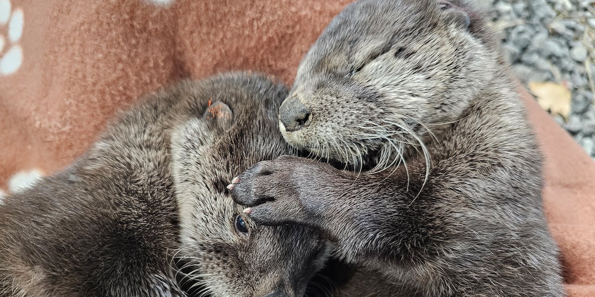 Think Wild rehabilitating 2 orphaned river otters