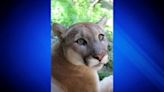 Stone Zoo’s 9-year-old cougar passes away after battle with frequent seizures