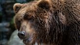 Romania more than doubles bear cull after teenager killed