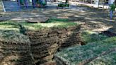 Sod is the fastest way to fill in lawns; seeds will take all summer to grow