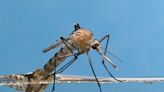 West Nile virus risk hinges on mosquitoes that prefer city life over citrus fields