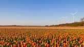 Take a Train Through the Netherlands' Iconic Tulip Fields for $8 — Here's How