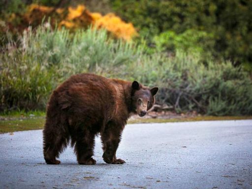 Opinion: California's bears are thriving. Here's the case for letting hunters kill more of them