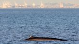 US Navy seeks to raise allowed number of accidental whale collisions