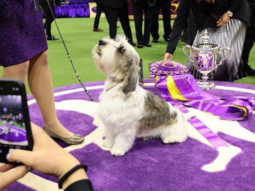 Westminster dog show 2024: Time, channel, free streaming schedule, best in show