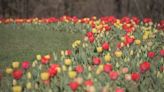 Tulip Mania in full bloom in Wellesley