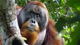 Orangutan's use of medicinal plant to treat wound intrigues scientists