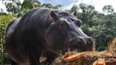 Pablo Escobar’s feral ‘cocaine hippos’ face cull