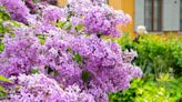 Add Color to Your Landscape by Planting These 13 Purple Shrubs