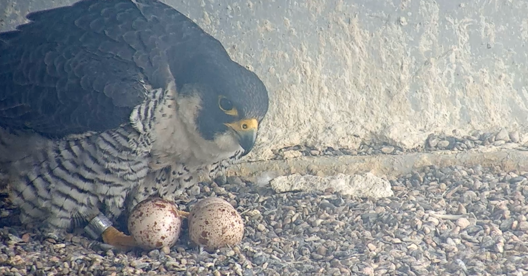 Falcon Cam: Reality TV for Bird Lovers