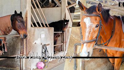 香港學騎馬！與退役賽馬做夥伴，學習策騎技術＋跟馬大哥慢步沙圈，既興奮又浪漫！ | 夏月 - Fly with Luna