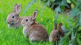 Bunny-Proof Garden Tips And Plants To Outsmart Pesky Rabbits