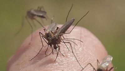 Mosquito trapped near new Target in Portland tests positive for West Nile virus