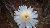 There's a cactus that blooms for a single night every summer. Here's when and how to see