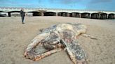 30-foot decaying gray whale found washed ashore in Huntington Beach, California after storm