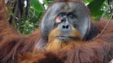 Orangutan heals face wound using medicinal plant in Indonesia in documented first