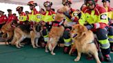 El fin de una era: los perros rescatistas de Ecuador que se retiran dejando un legado de heroísmo