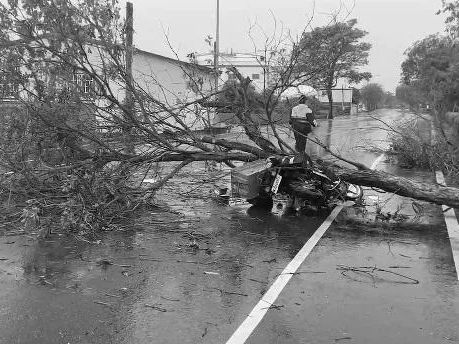 彰化郵差雨天送信被樹砸死！事發經過影像曝 阿姨剛好經過見姪子倒地