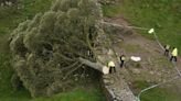 Two men in court over Sycamore Gap tree felling