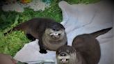 Sadie and Sammy, two beloved otters who lived for 14 years at Bay Beach Wildlife Sanctuary, have died
