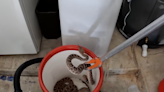 Snakes alive! Man shocked to find he had 20 rattlers in his garage