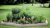 Butterfly Gardening in Arkansas | Washington County Enterprise-Leader