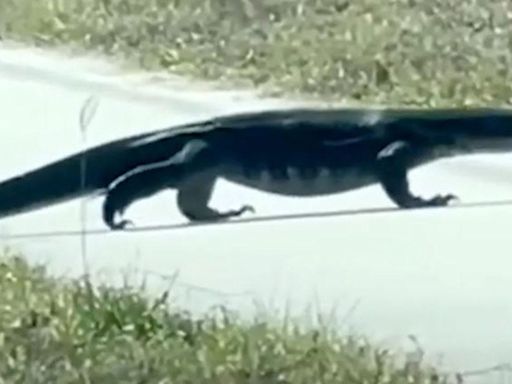 Invasive, 5-foot-long lizard seen near road in Florida, video shows: ‘Did a double take’