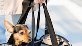 Flying with a Dog? Here’s What You Need to Know About All Major Airlines