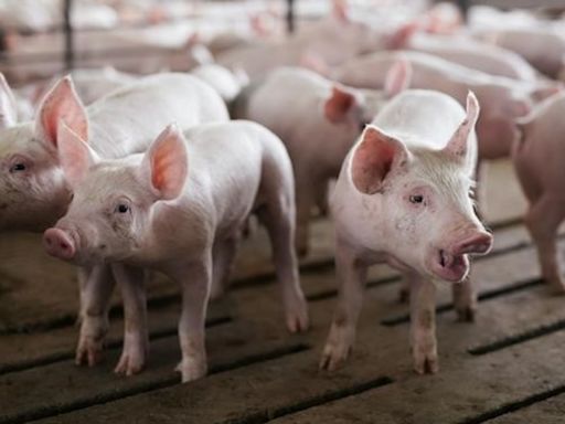 Massachusetts humane pork law survives industry court challenge