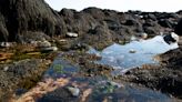 10 creatures you can find in a Maine tide pool