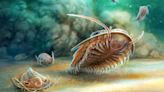 ‘Remarkably preserved’ 500-million-year-old sea creature discovered