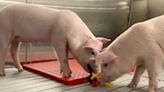 Los cerdos más limpios del mundo y cómo sus órganos podrían salvar a decenas de personas