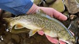 Upstate NY angler ‘truly stoked’ after landing wild tiger trout