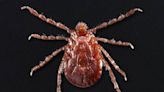 Invasive Asian longhorned ticks infesting parts of SC, DHEC says. Here’s what to know