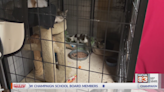 ‘What we walked into was something I had never experienced’: Nearly 120 cats rescued from Iroquois County apartment