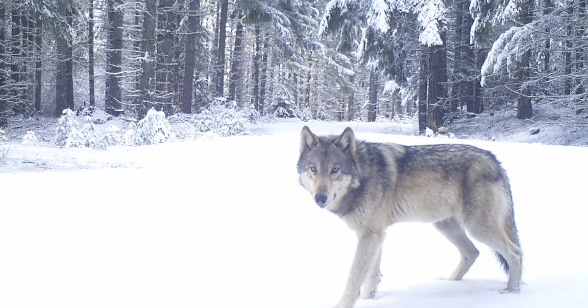 U.S. House votes to kill BLM rule, delist gray wolf, end Boundary Waters mining limits