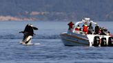 Orcas are flocking to Southern California waters. One bloody, awe-inspiring spectacle shows why